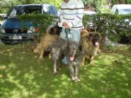 Noola ,Rosalea & Saffie at Greyhound event 